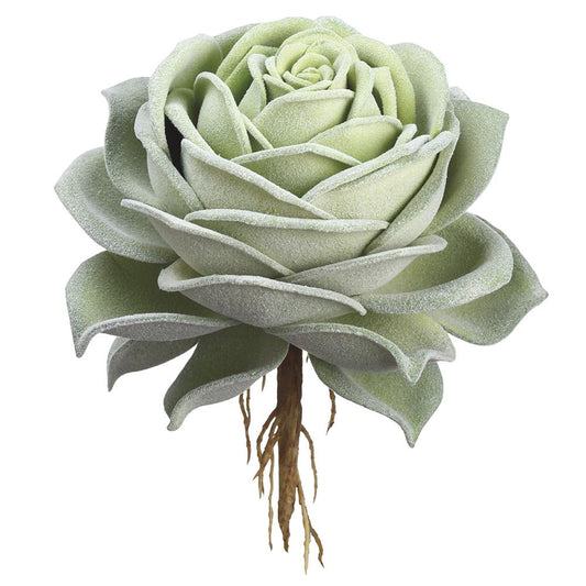 Rose Echeveria Pick Green 6.3"